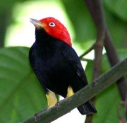 manakin merah Manakin Merah