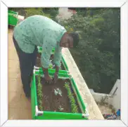 When selecting seeds, consider the climate and the specific growing season in your area to ensure the best possible yield.