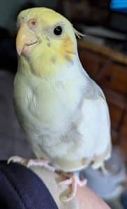 What Bird Makes a Squeaky Toy Noise