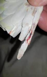How to Stop Bird Bleeding