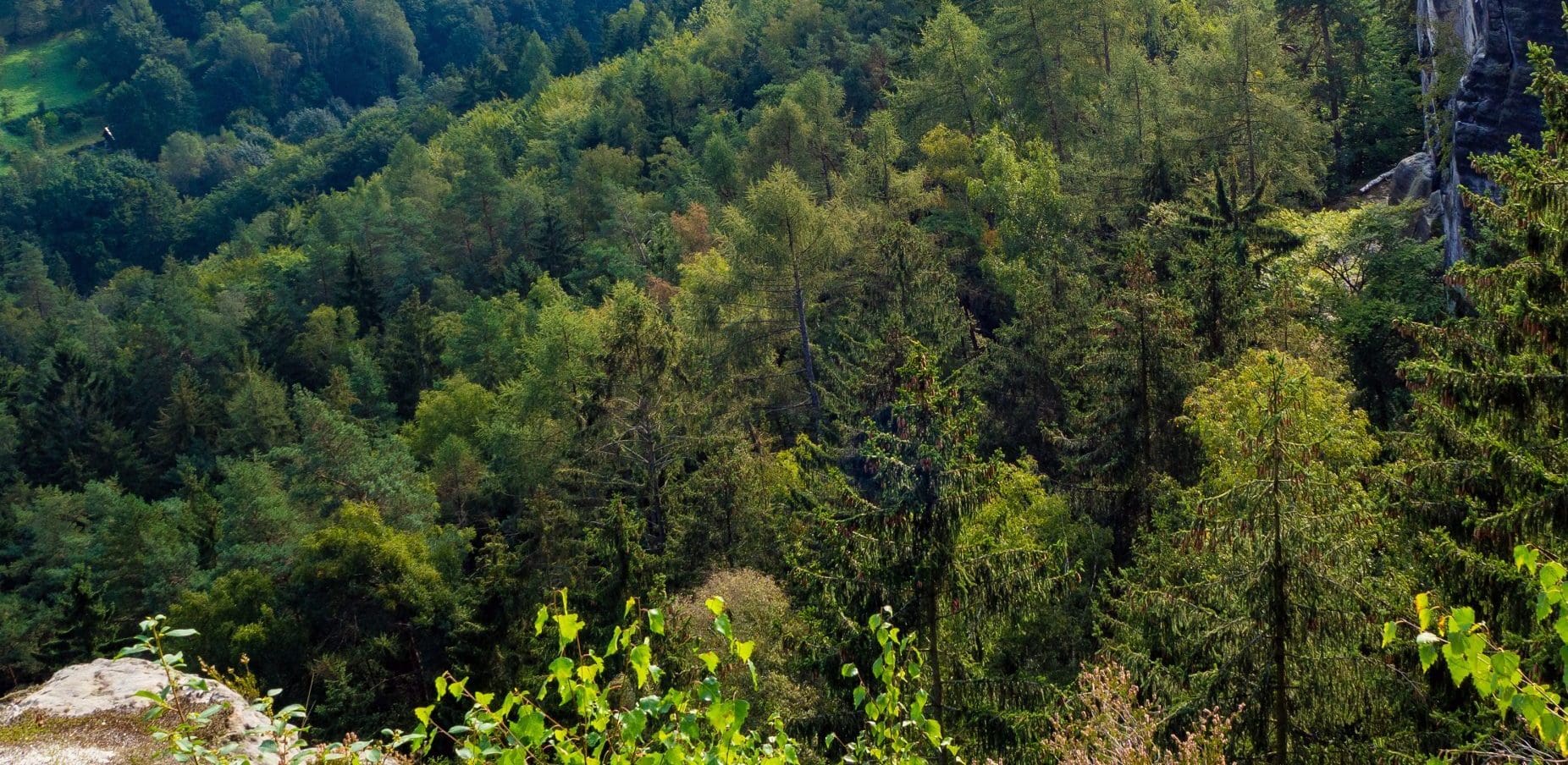 Wald-Landschaft mit Felsen