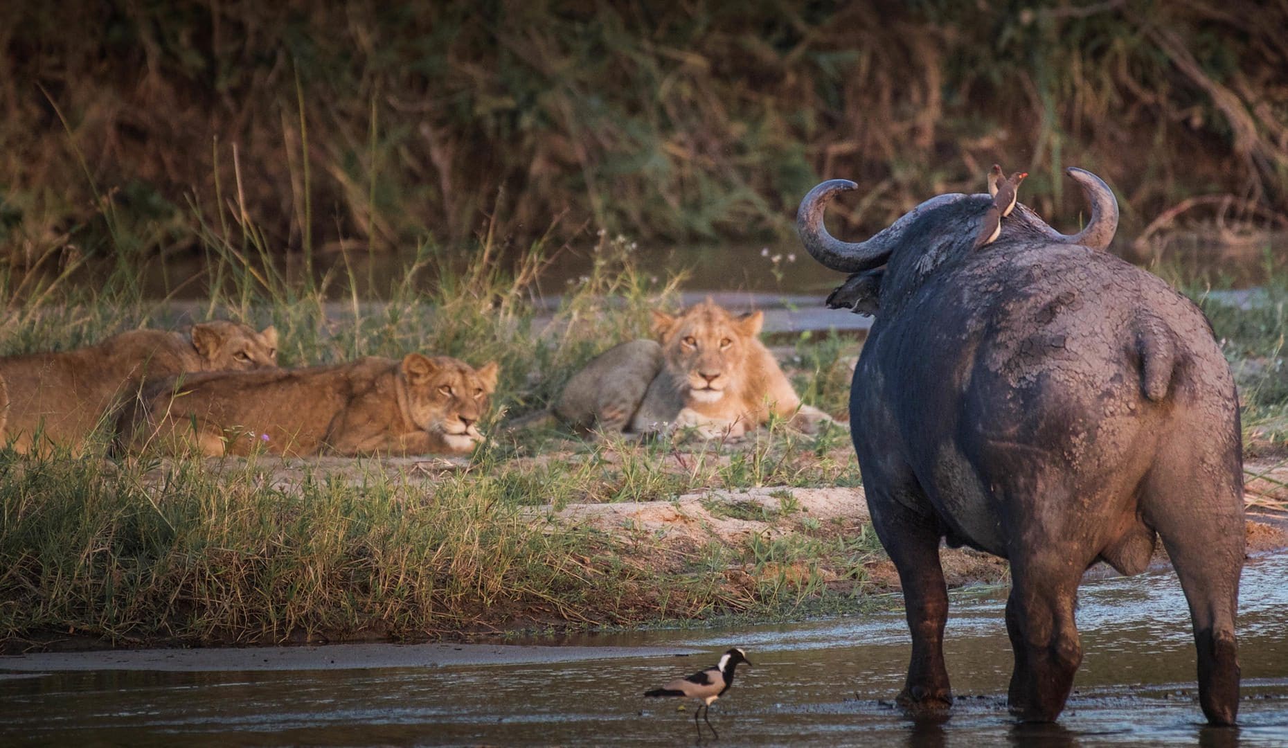 malamala camp images sabi sands lodges 31