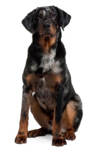 Beauceron harlekýn