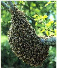 Guêpes frelons, ALLO FRELONS, destruction, élimination de nids abeilles nu - Guêpes frelons, ALLO FRELONS, destruction, élimination de nids
