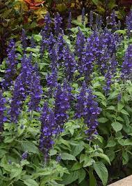 Salvia 'Mysty'