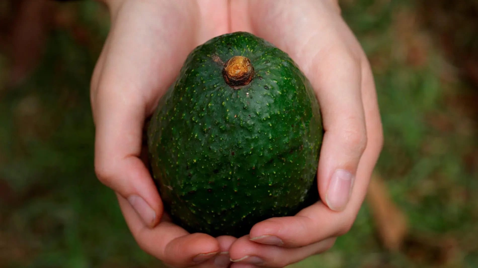 aguacate y colesterol