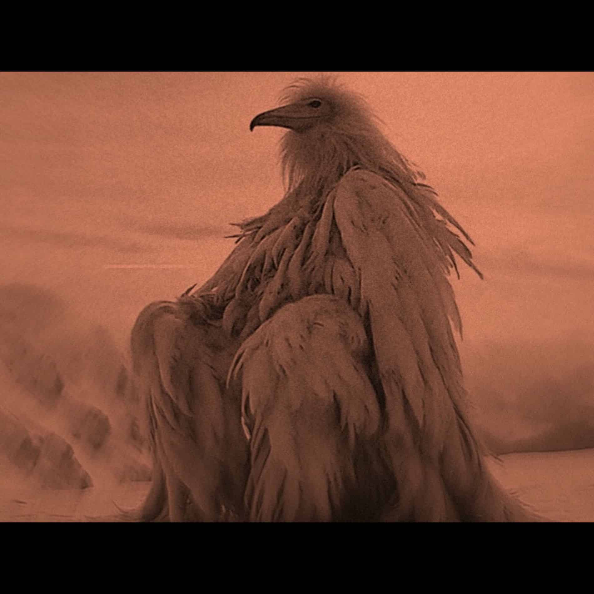 What is a Desert Opium Bird