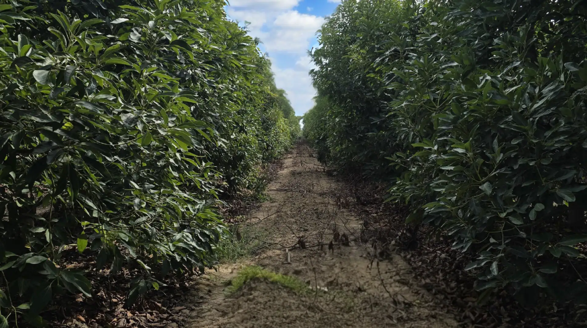 producción de aguacate en españa