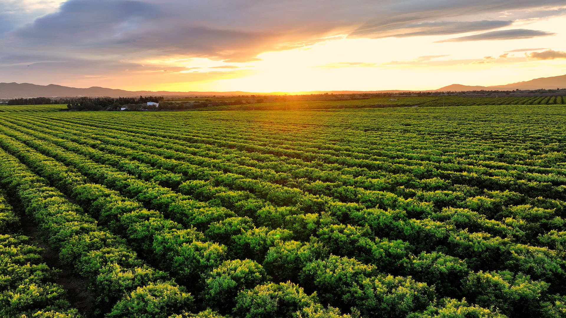 productores de aguacate en origen