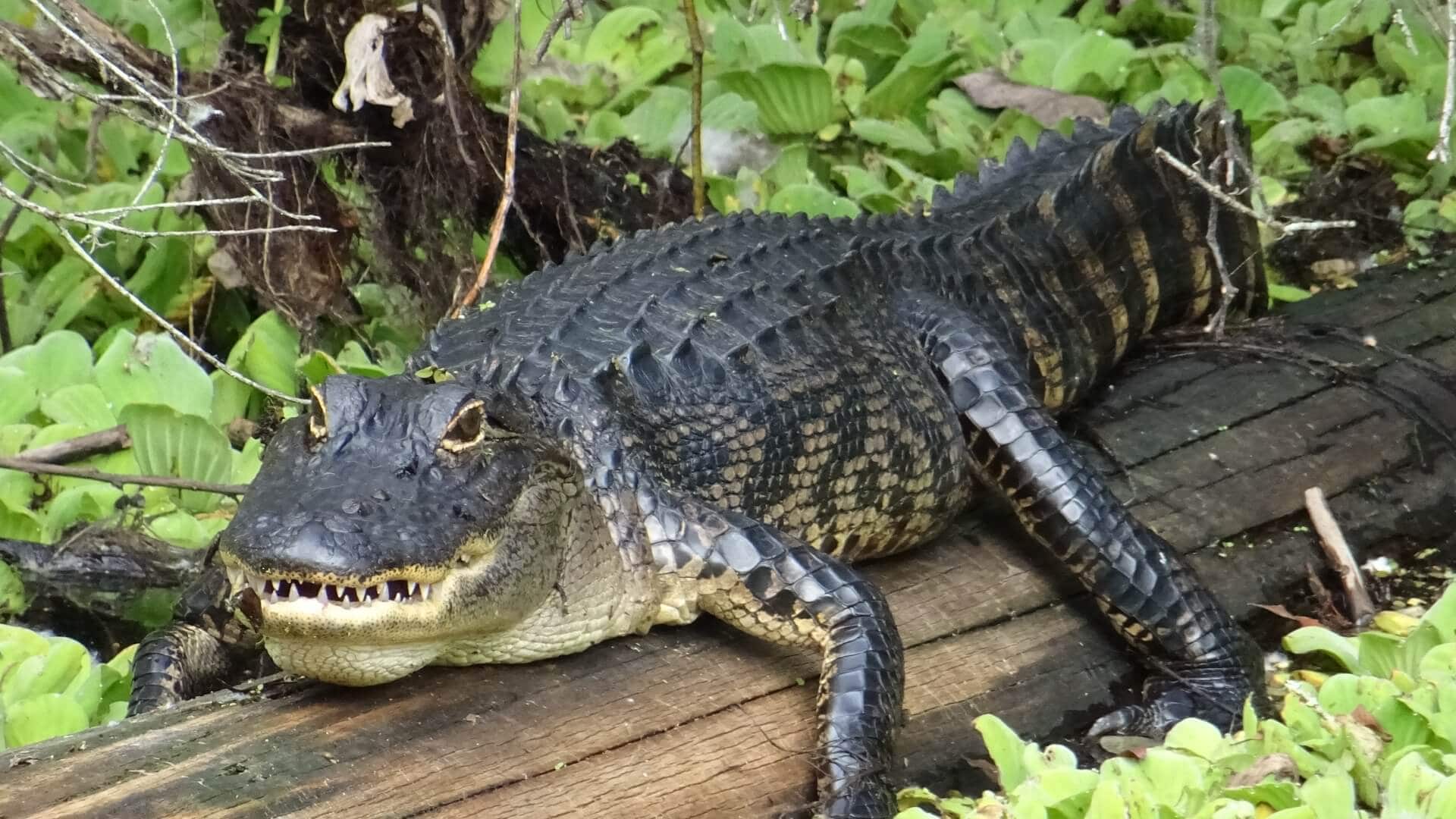 CREW Bird Rookery Swamp / Florida