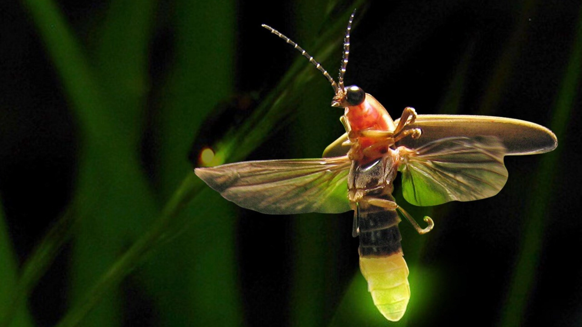 Bioluminescence