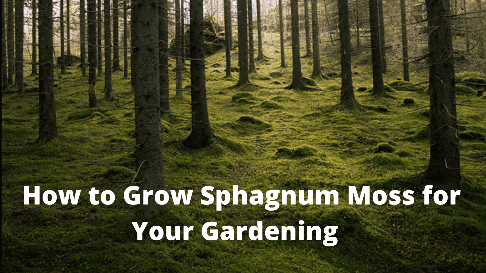 How to Grow Moss for Your Gardening