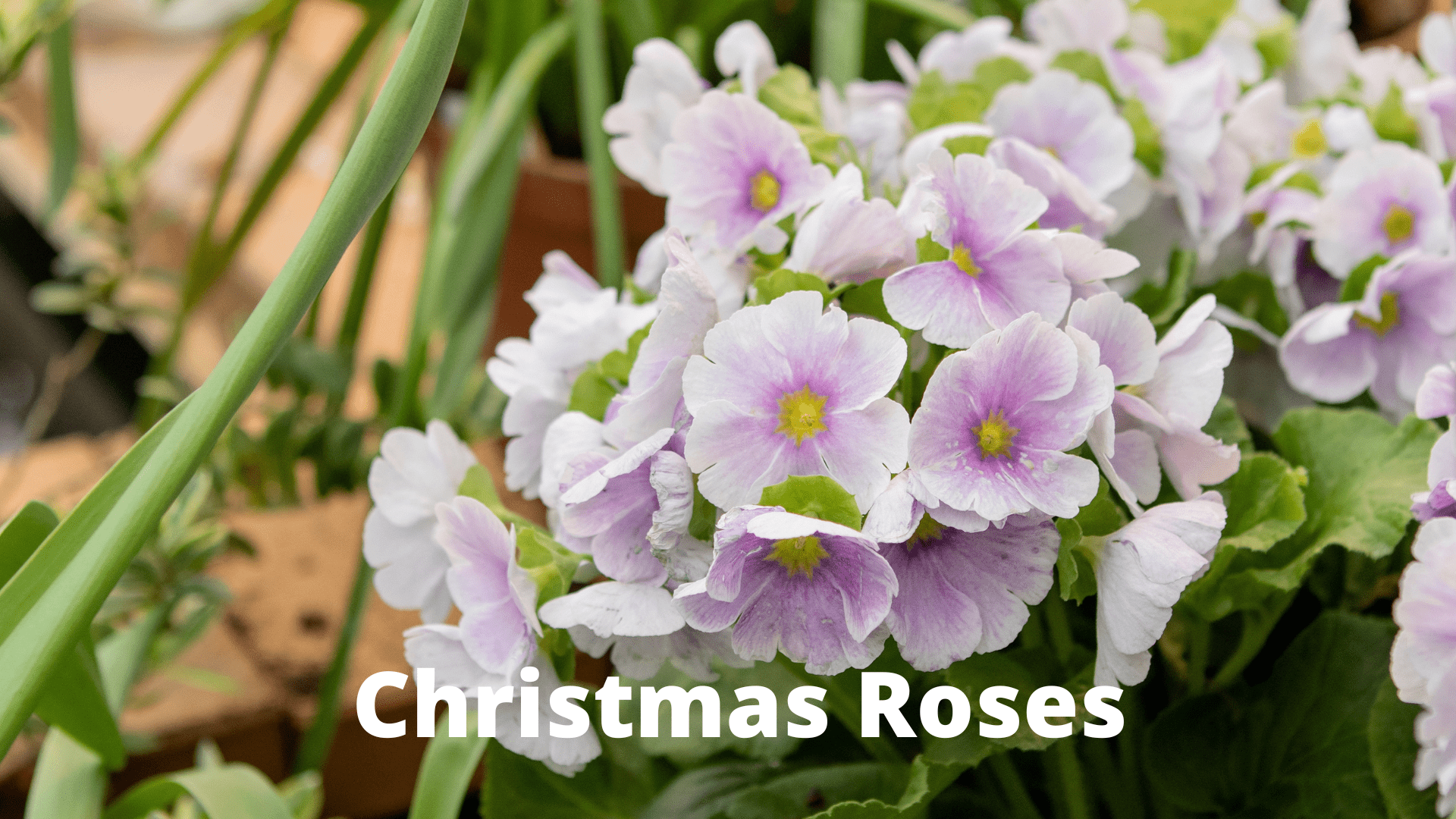 Blossoming-Winter-and-Summer-Christmas- Roses
