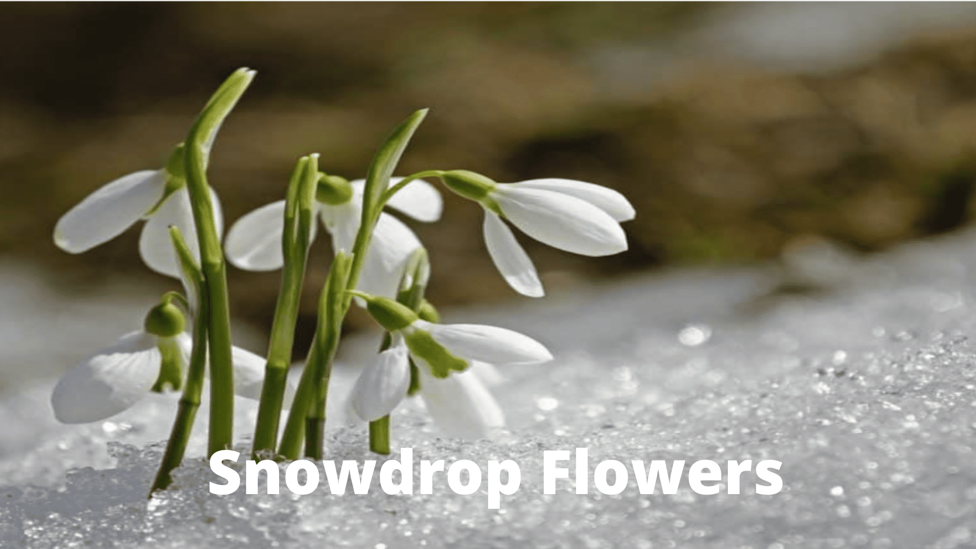 Snowdrop-Flowers-Blossoming-Winter And Summer