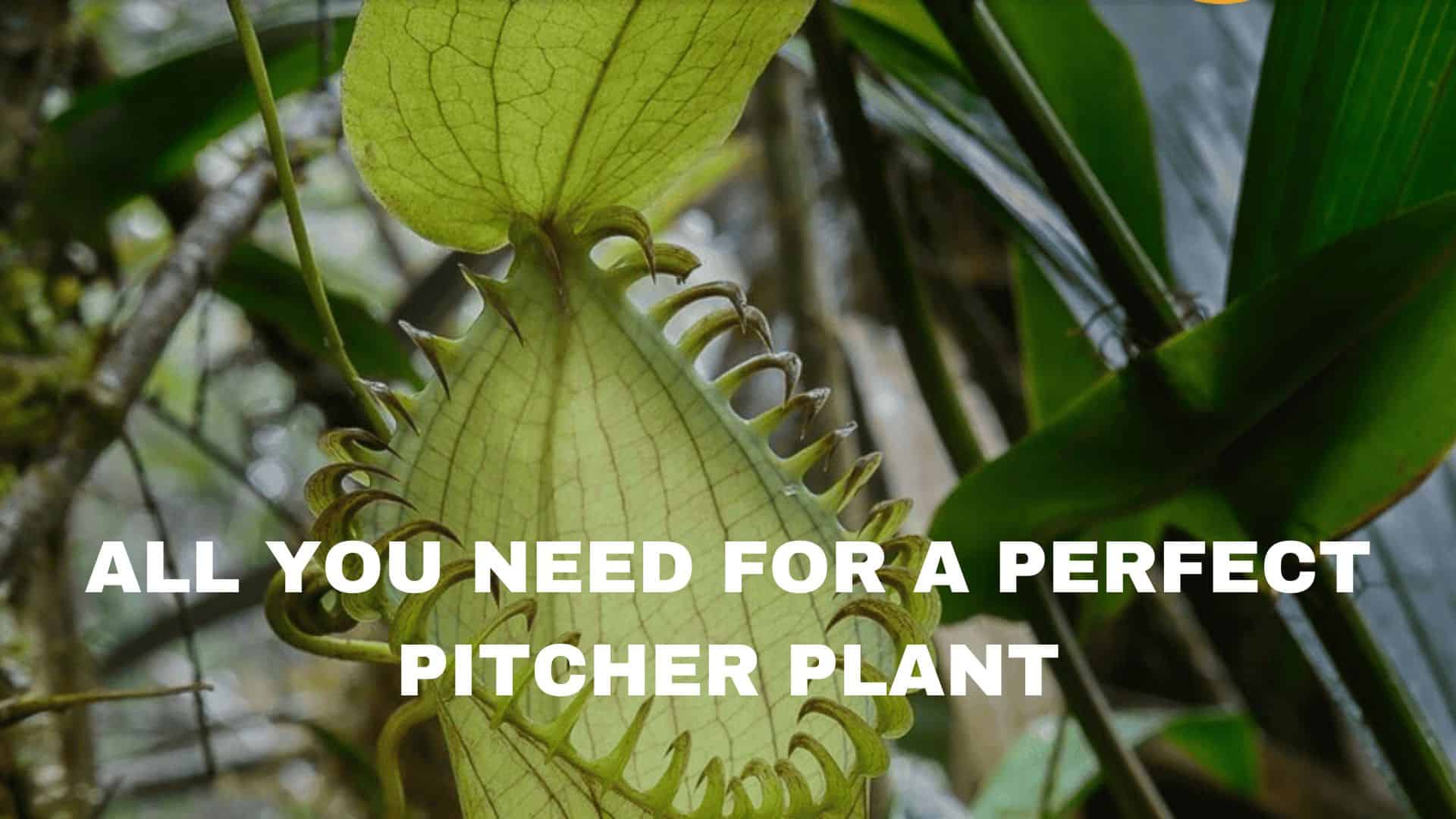ALL YOU NEED FOR A PERFECT PITCHER PLANT