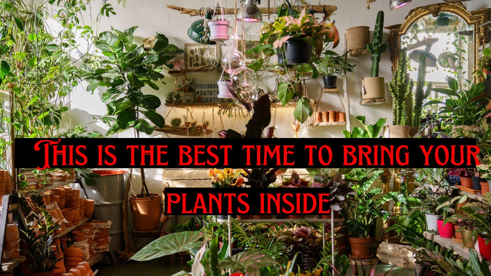 This is the best time to bring your plants inside