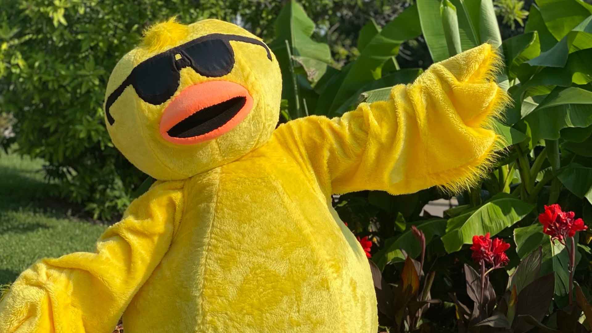 2023 summer duck 002