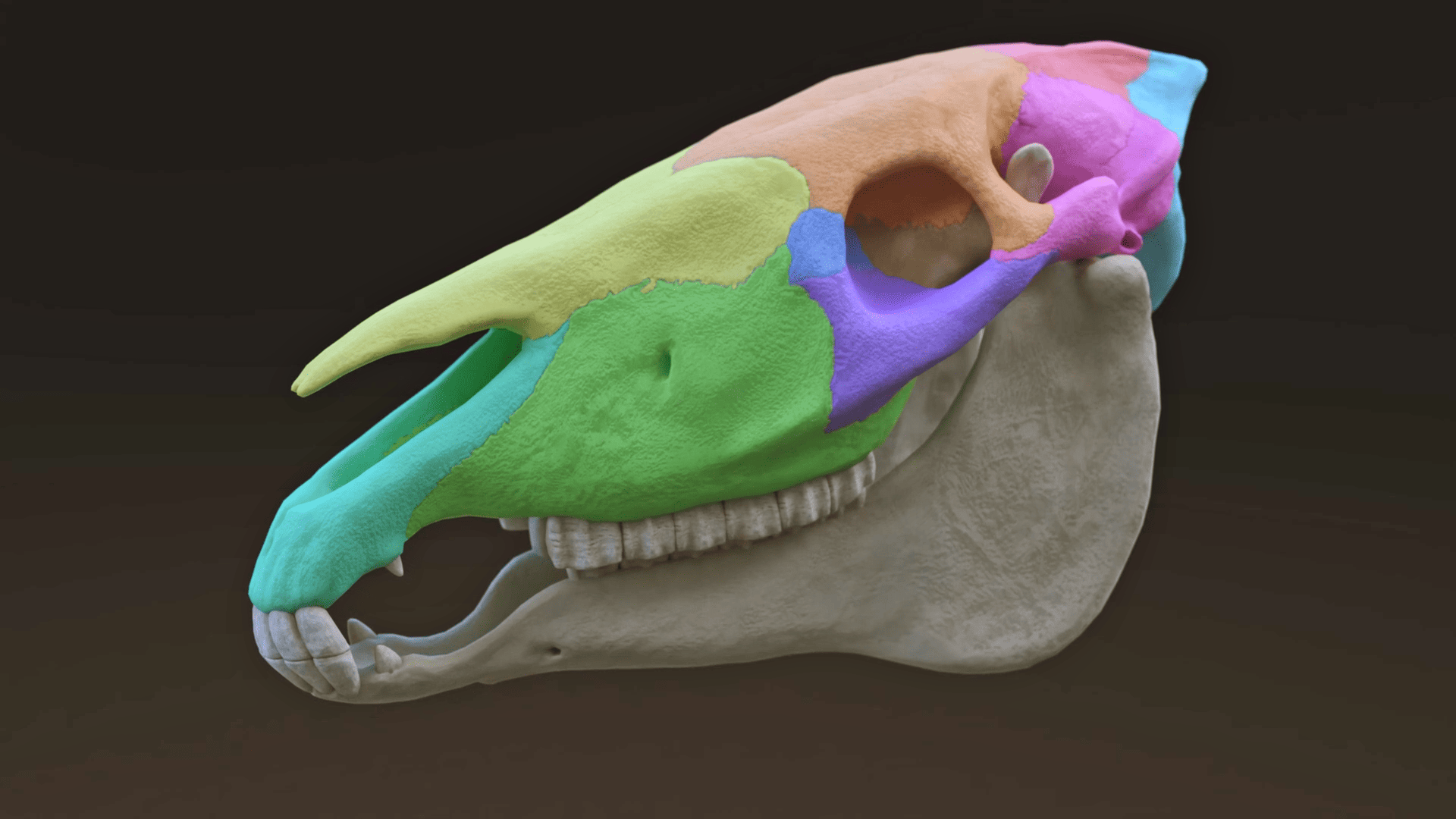 LIEquineTherapyfullSkull