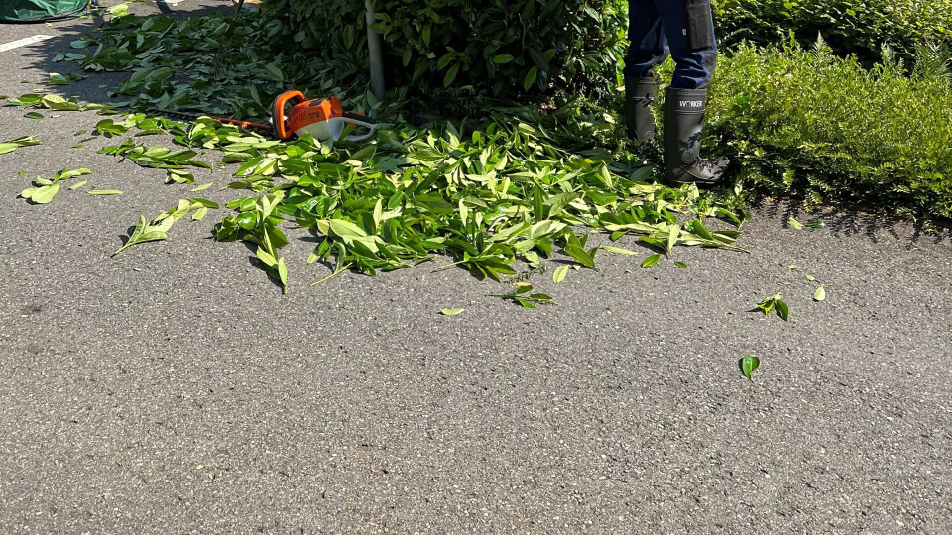 Hauswartung Mitarbeiter am Heckenschneiden