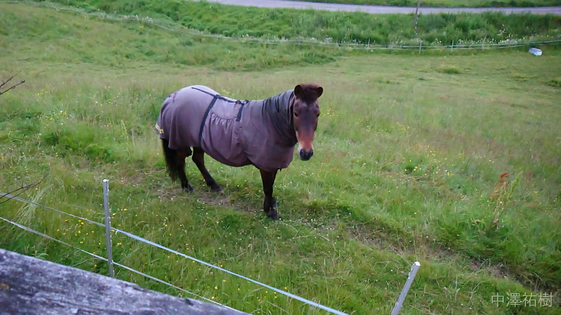 上から馬を見る