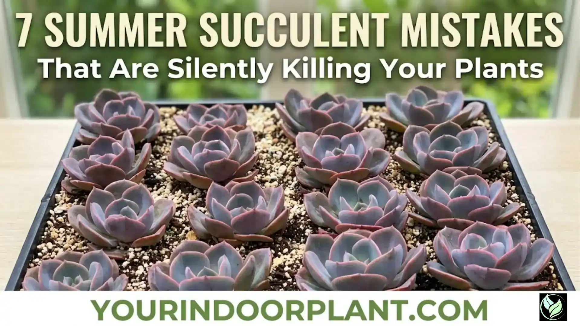 succulents summer care