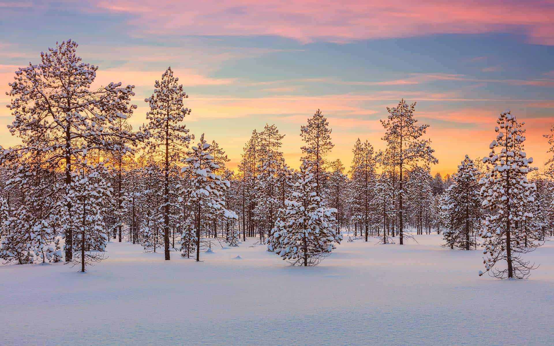 Photo of Finland during winter used as a banner background for Pretty Wild World. Photo was bought from Shutterstock.