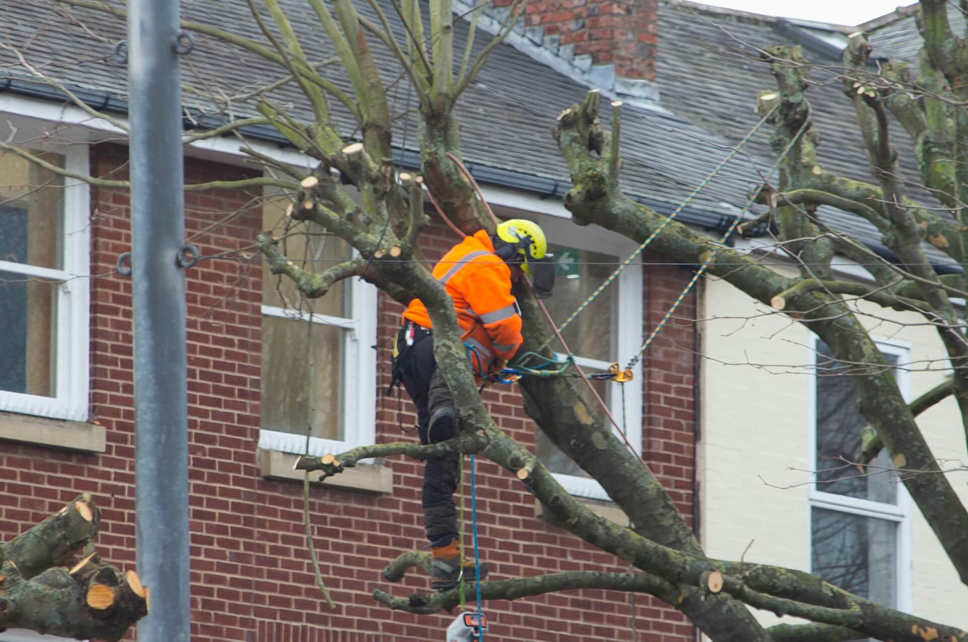 Emergency Tree Removal: What Every Homeowner Needs