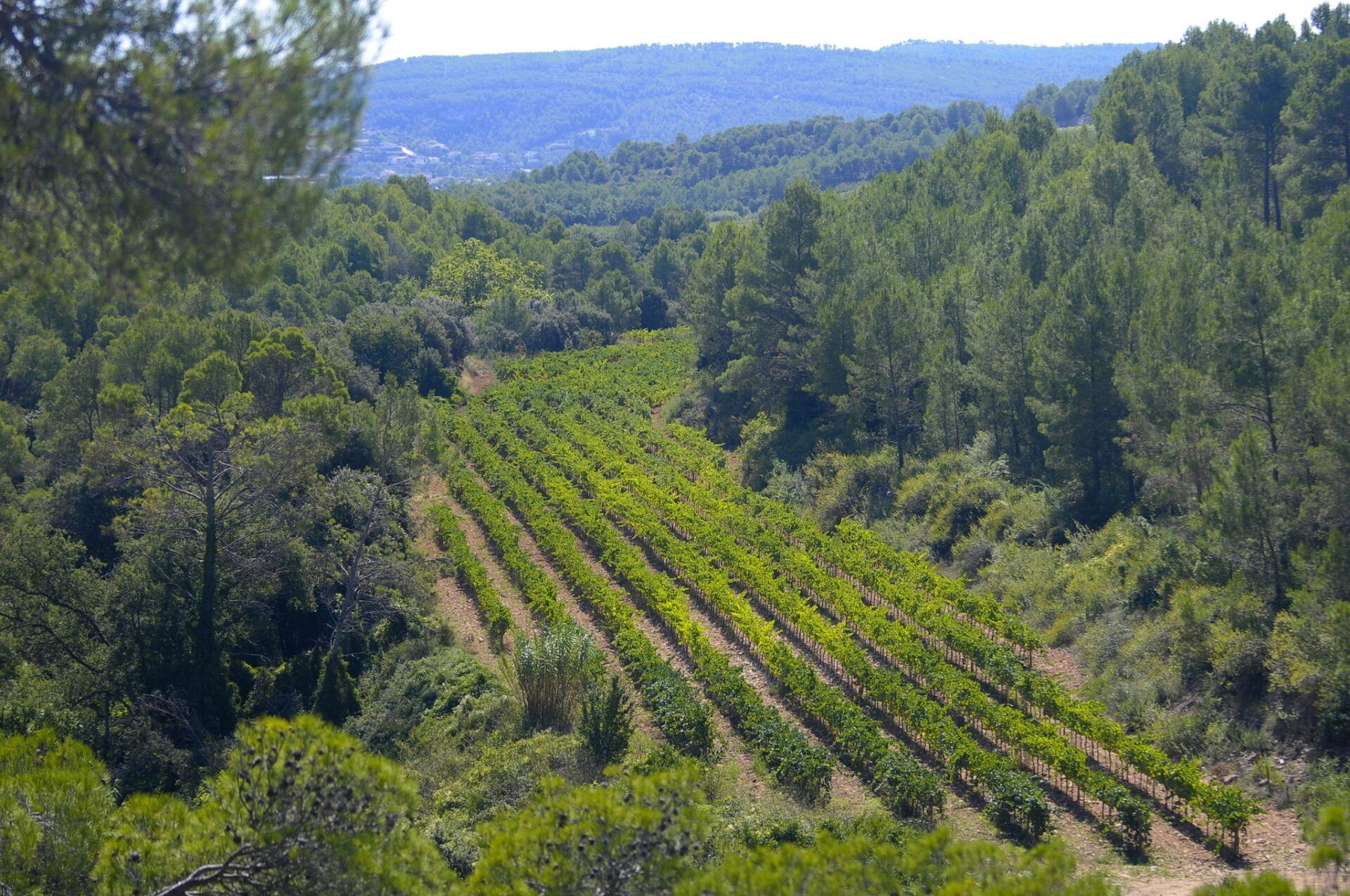 Viñas y biodiversidad en Parés Baltà
