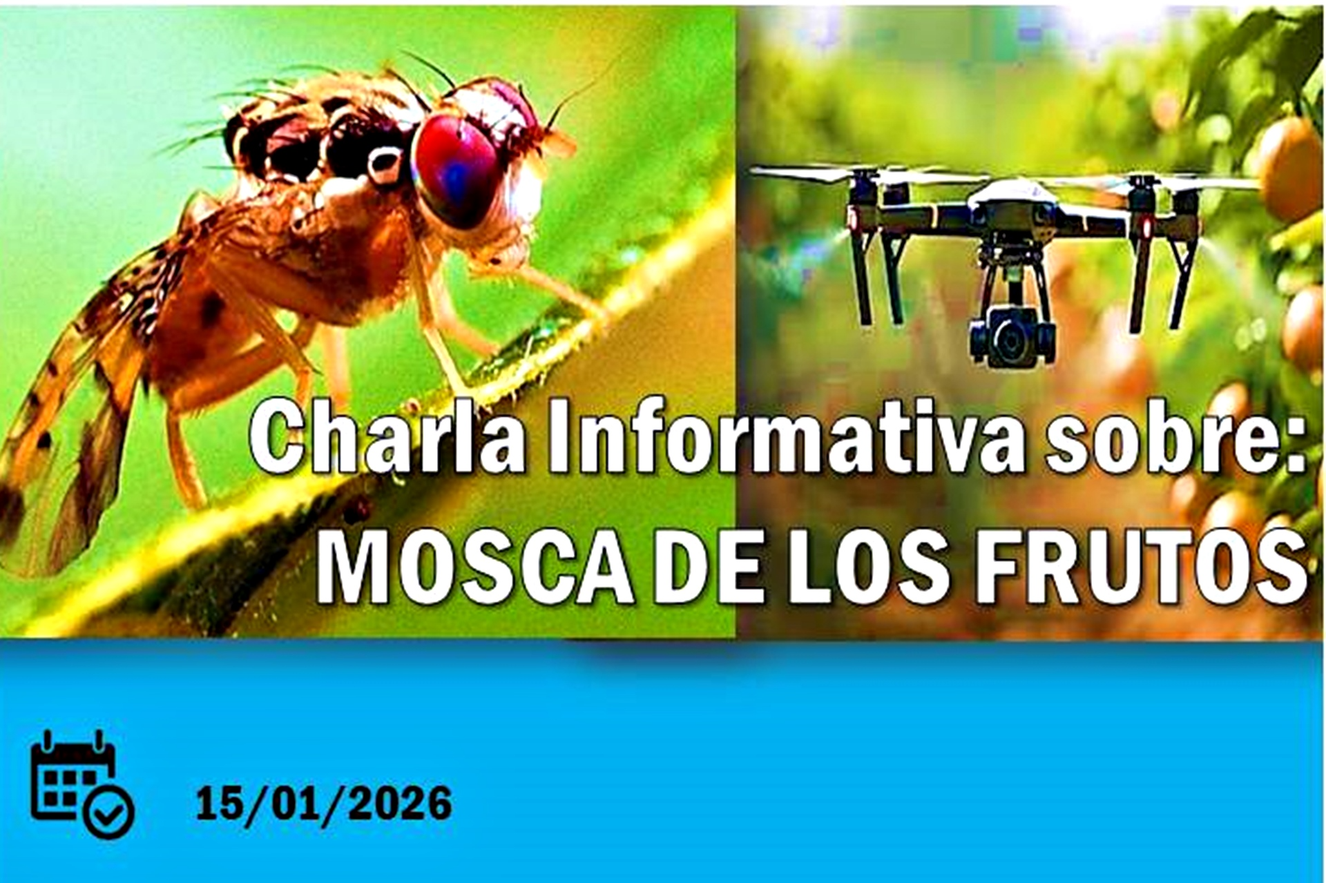Brindarán una capacitación sobre el combate de la mosca de los frutos 1 image