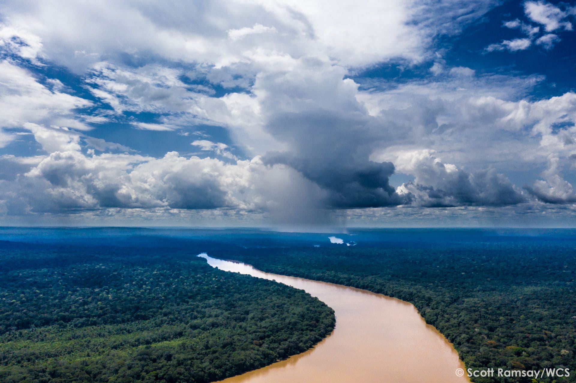 Congo Basin forest, forêt du bassin du Congo