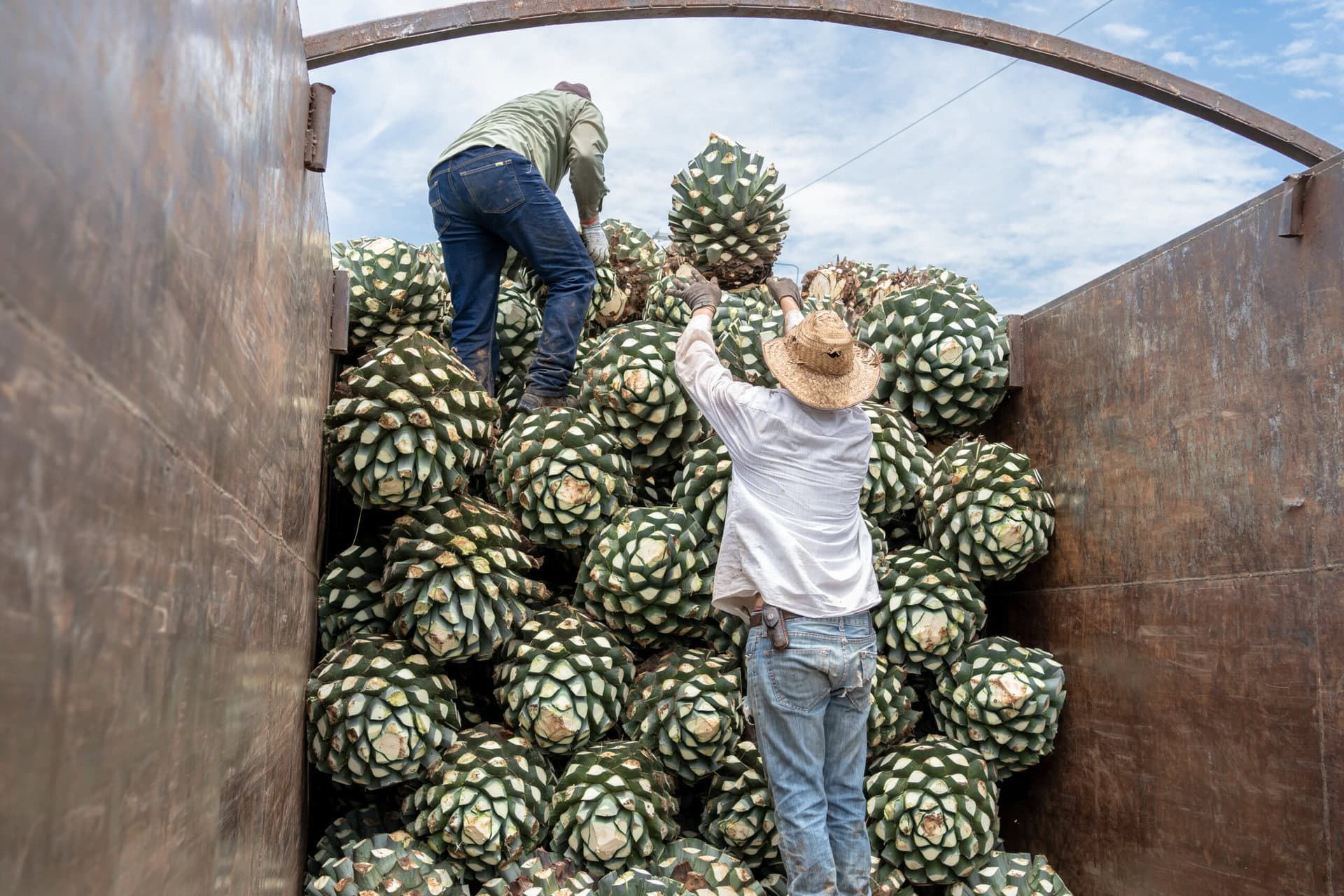 Agave farmers harvesting blue agave