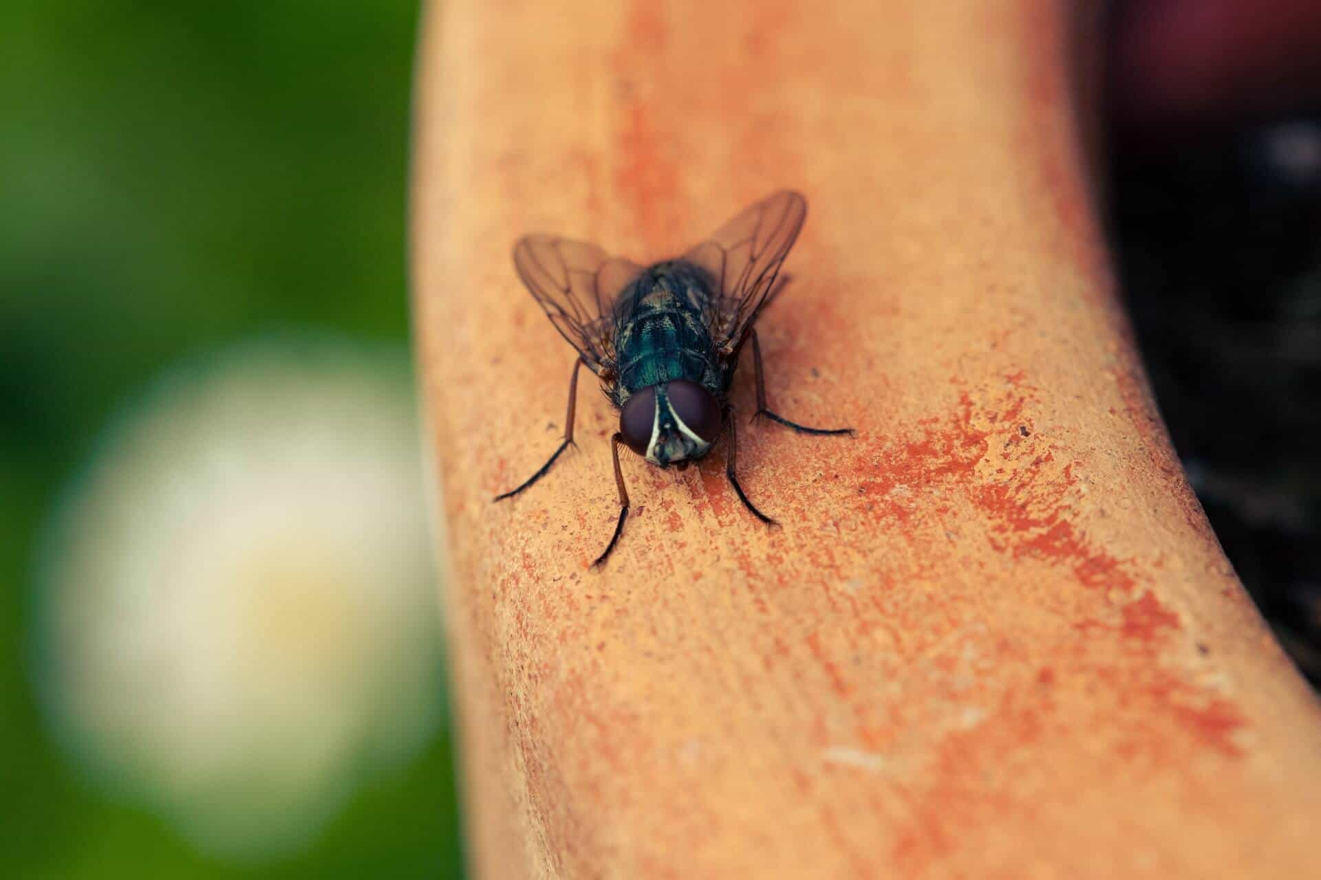 How To Keep Bugs At Bay In Your Home