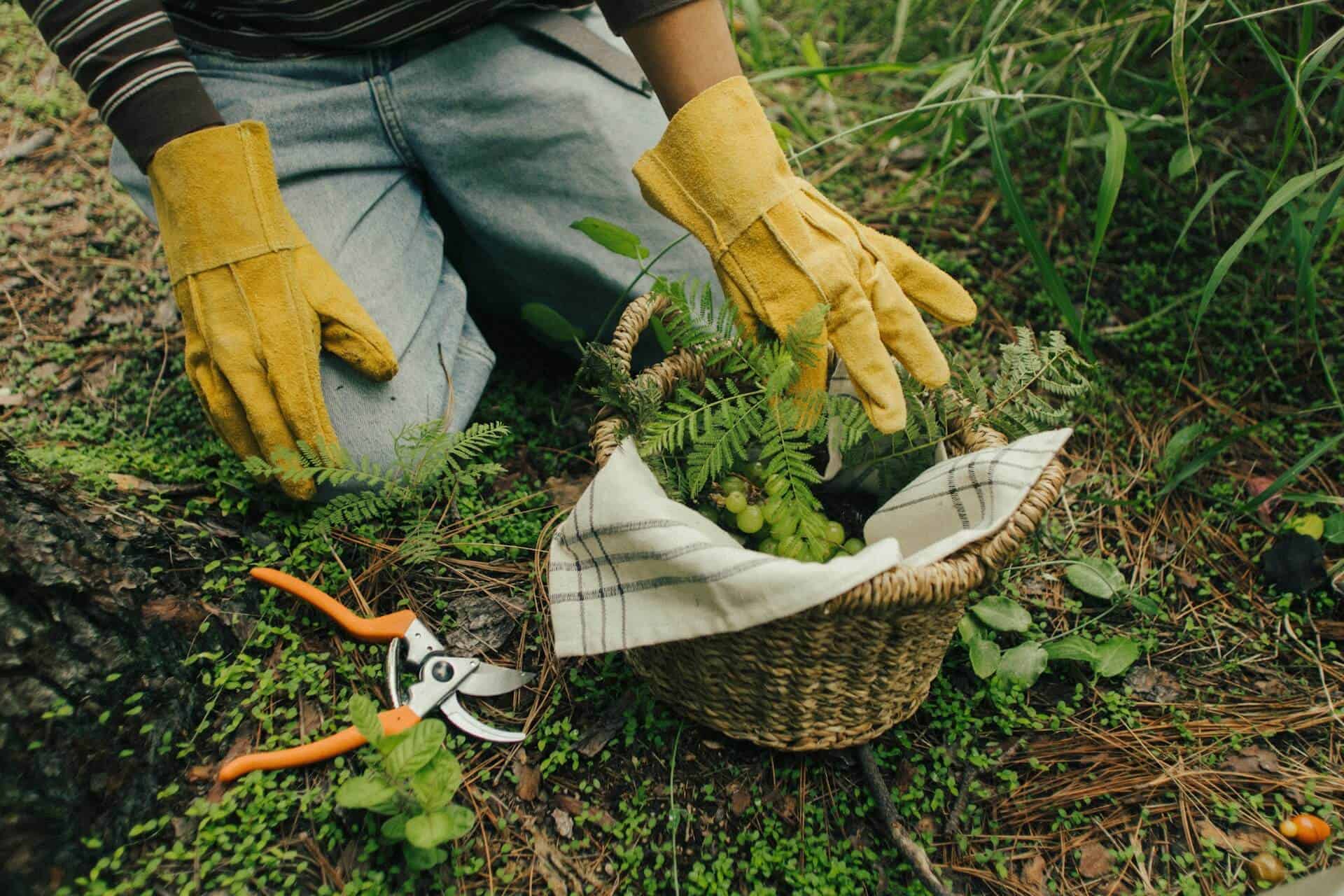 Cultivating Care: 5 Essential Garden Safety Tips for Every Green Thumb