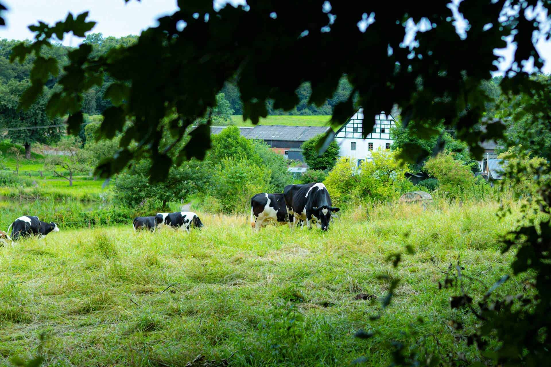 Home Features Worth Thinking About for a Happy Rural Lifestyle