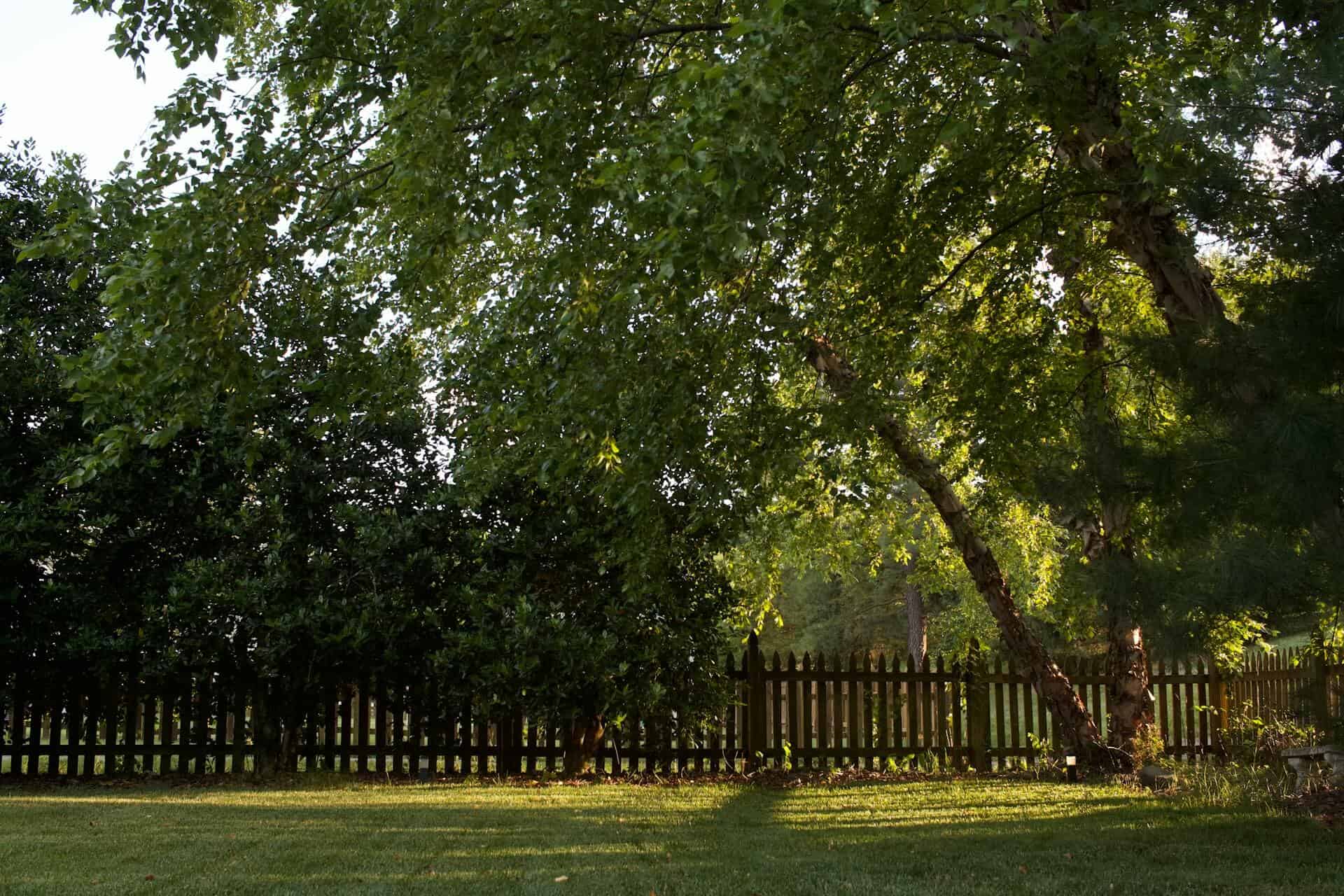 Safe Tree Removal and Maintenance for Home Property Care