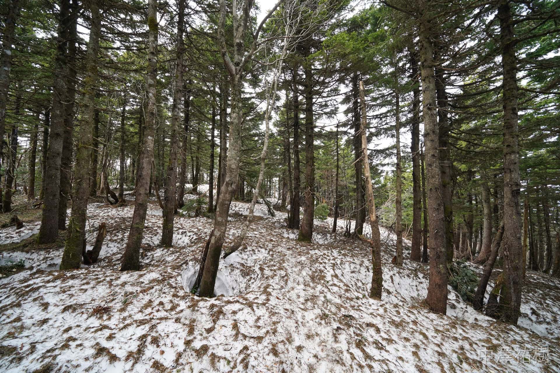 雪の残る針葉樹の森