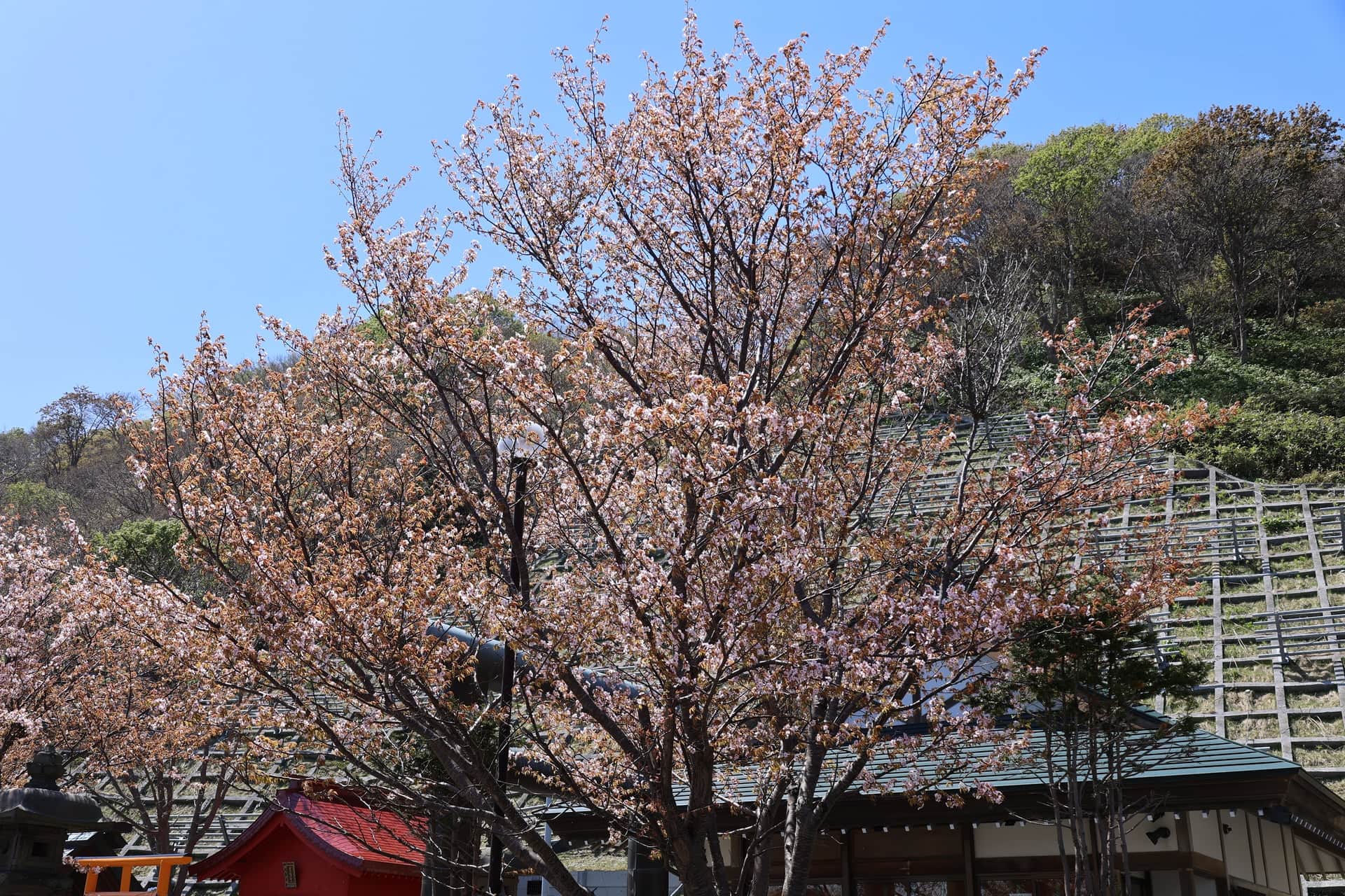 32.北川神社境内に咲く蝦夷山桜