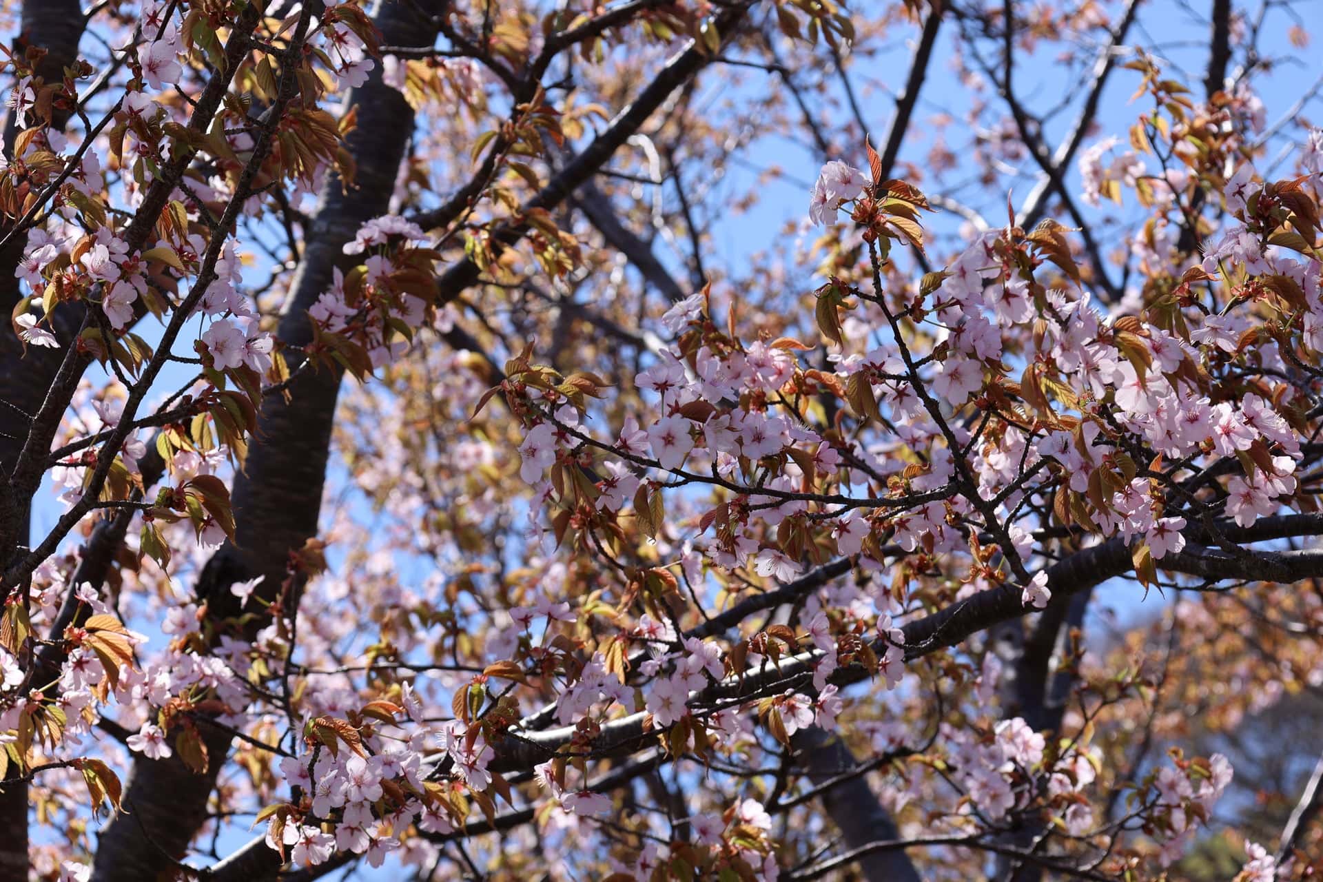 33.青空に映える蝦夷山桜のクローズアップ
