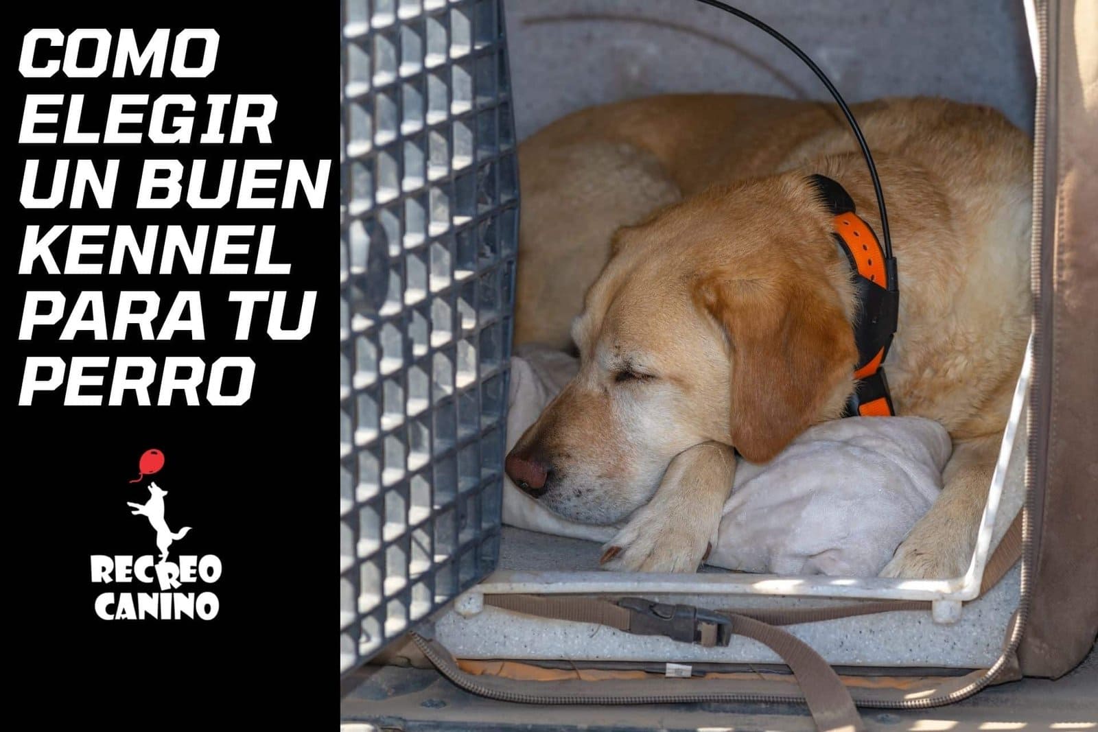 Como elegir un buen Kennel para tu perro Kennel, perros, casilla para perros, traslado de peros