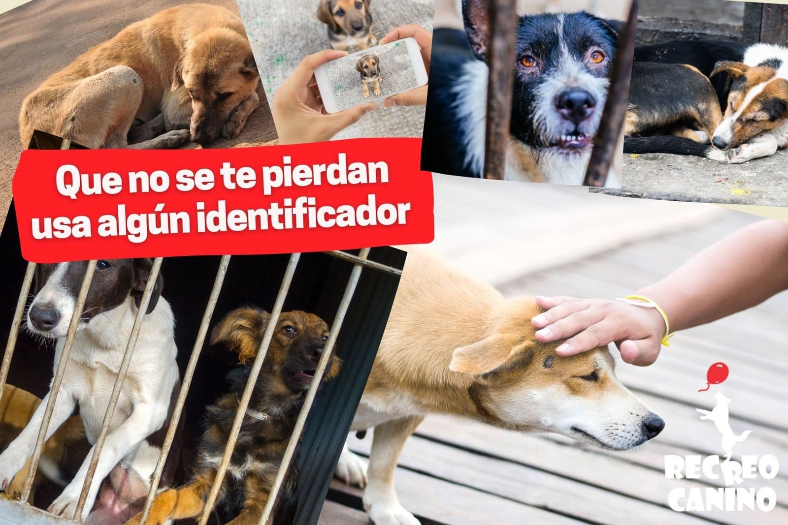 Que no se te pierdan usa algún identificador por recreo canino dog care, dog safety, dog id tags, identificador para perros