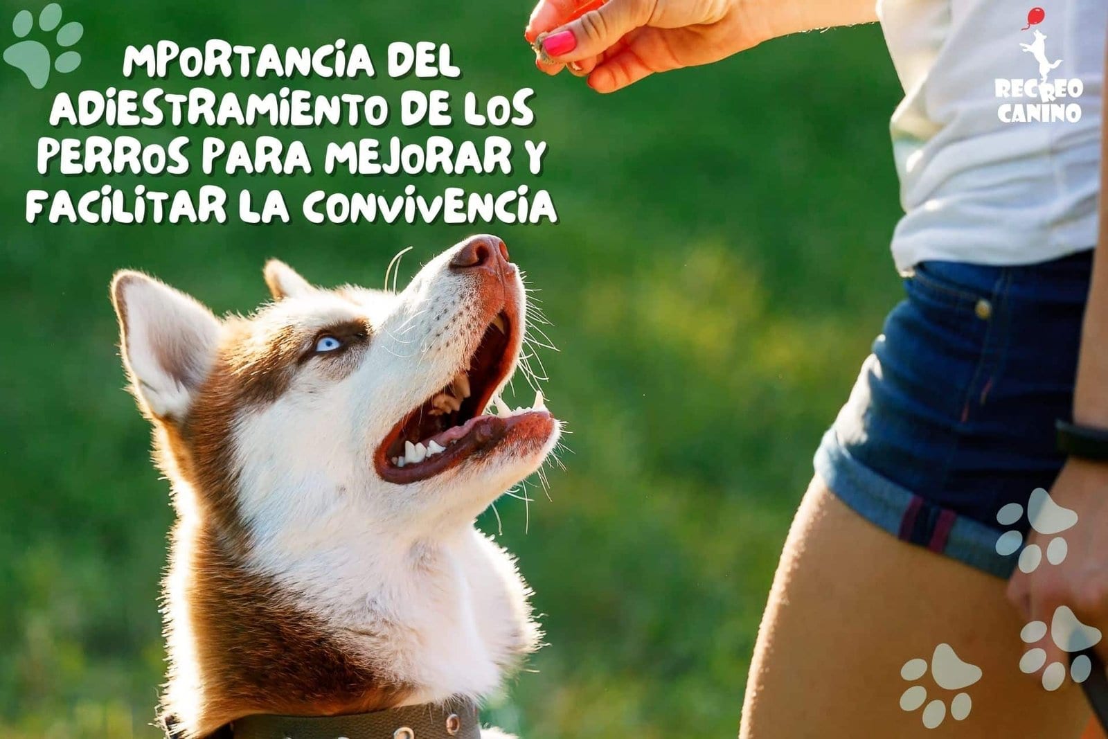 mportancia del adiestramiento de los perros para mejorar y facilitar la convivencia perro, obediencia del perro, adiestramiento del perro
