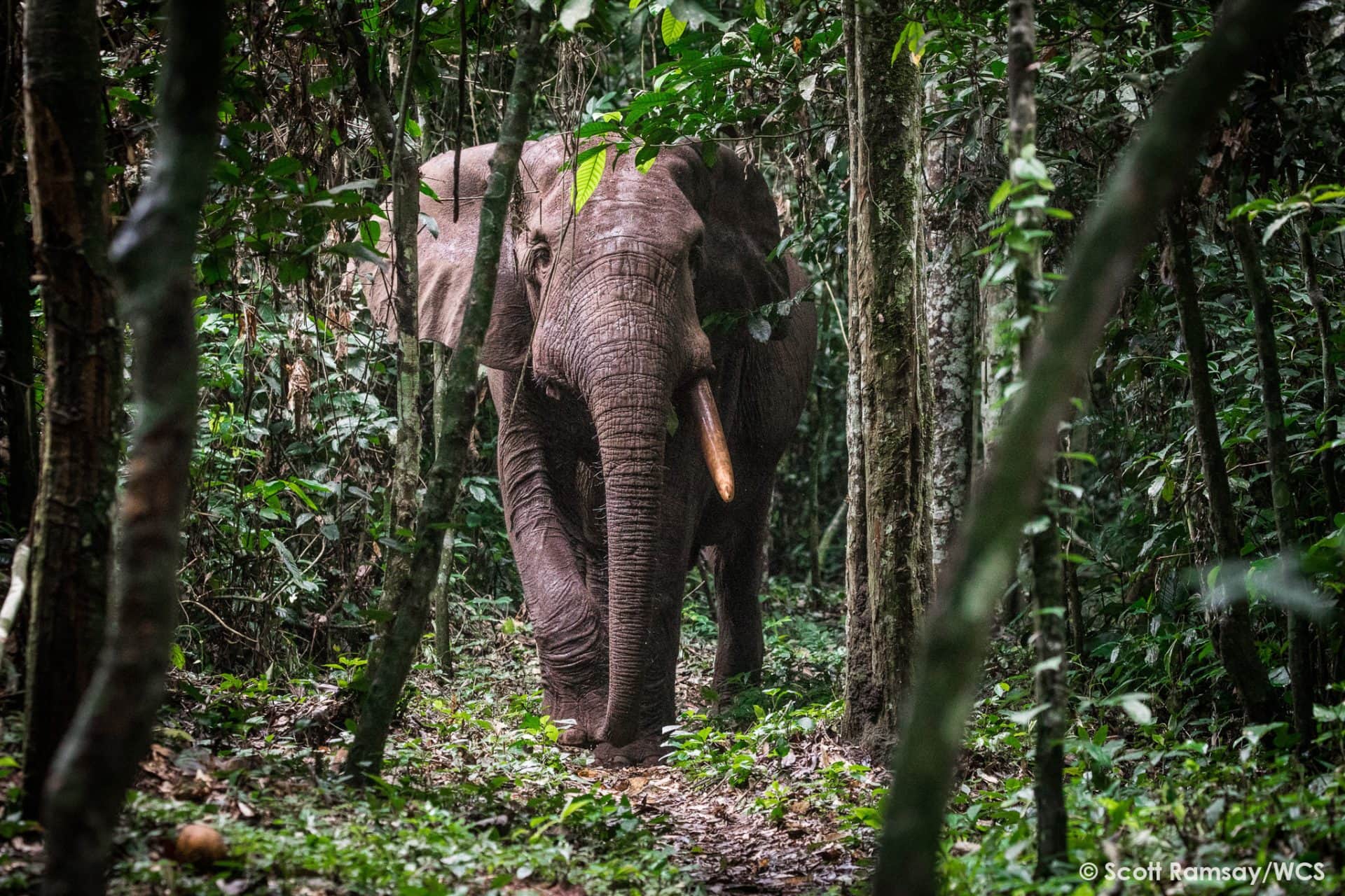 Fleuve Congo elephant