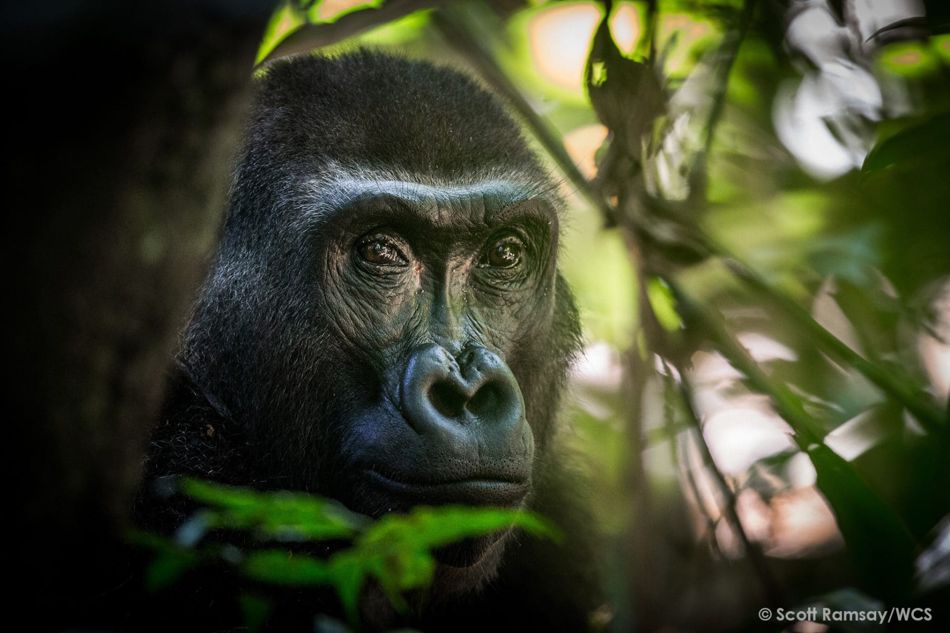 Gorilla in the expeditions ducret