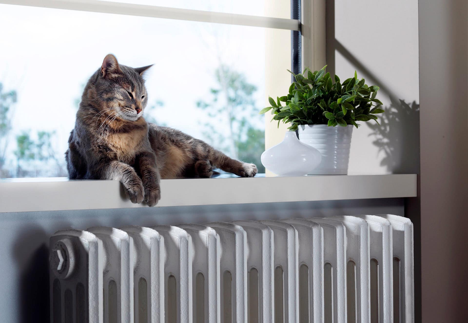 Bild på en katt som myser vid ett element.
