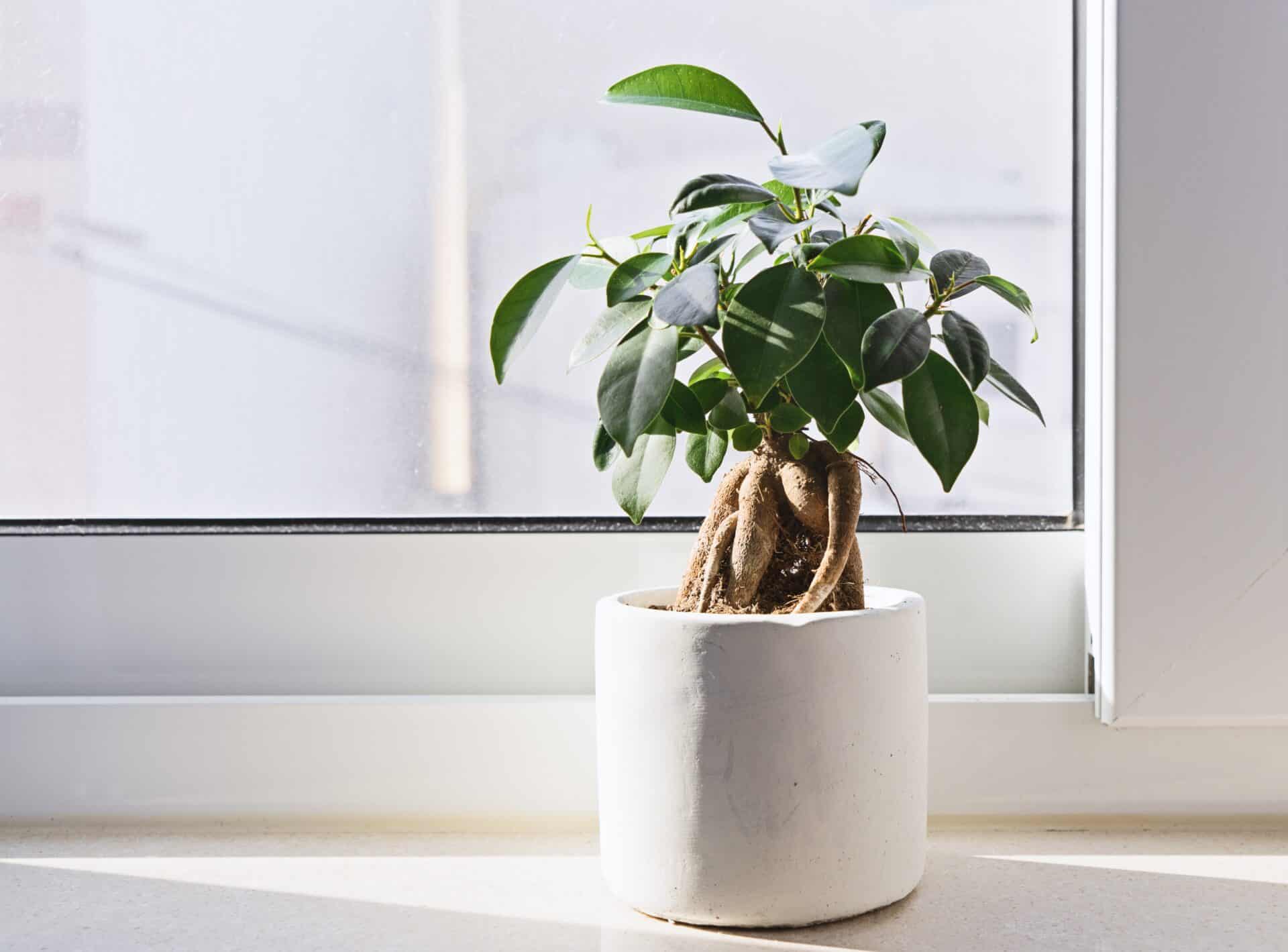 Plants In Small Places Potted Ficus Bonsai on light windowsill.
