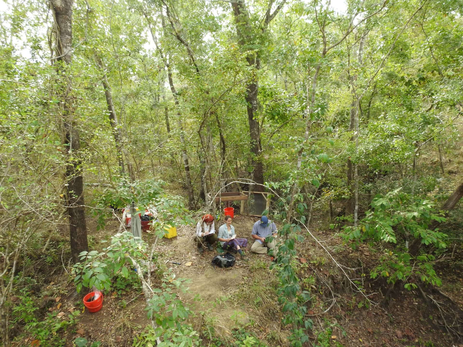 Field research in a lush, green, Eastern African coastal forest