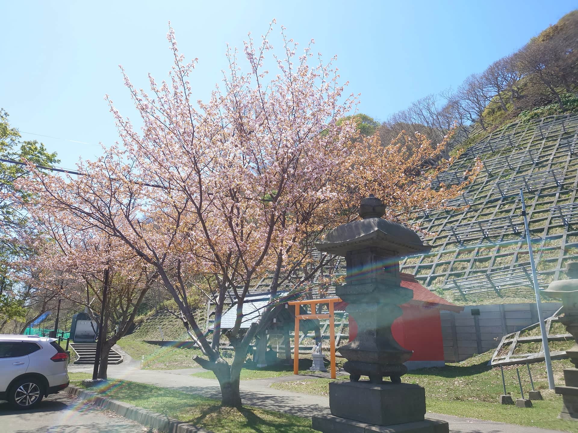 26.境内の燈篭と開花した蝦夷山桜