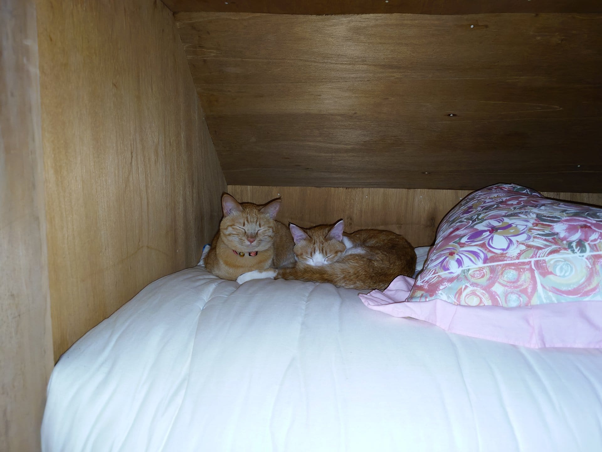 木製棚の上で寄り添って眠る茶白猫２匹