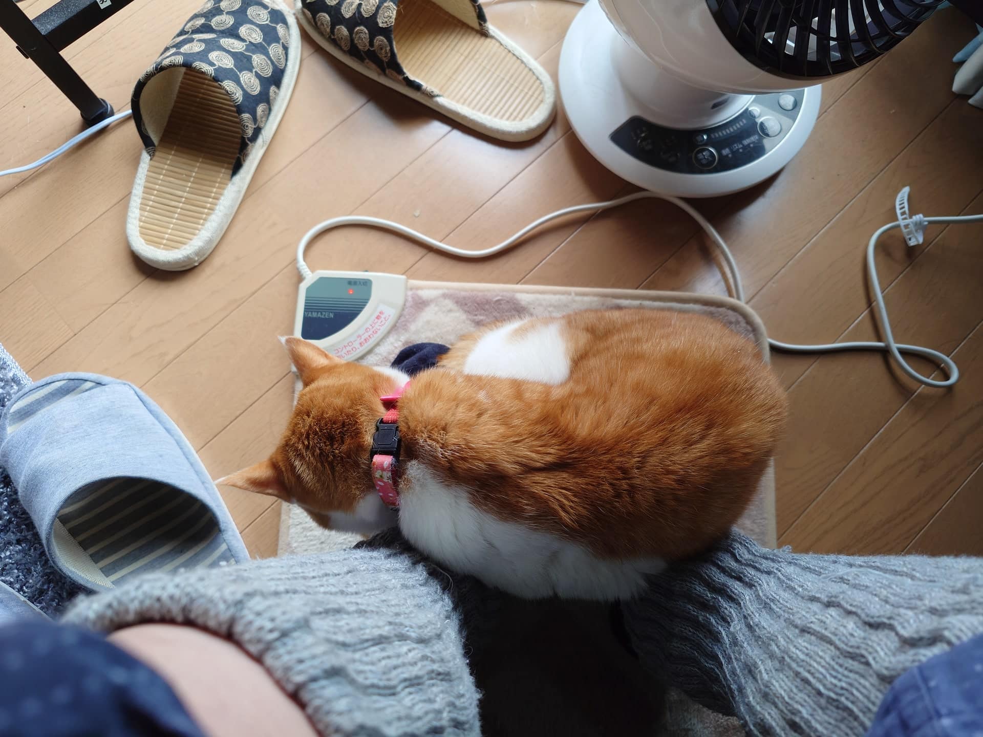 1.足元のホットカーペットに丸まるひのき（Xperia）