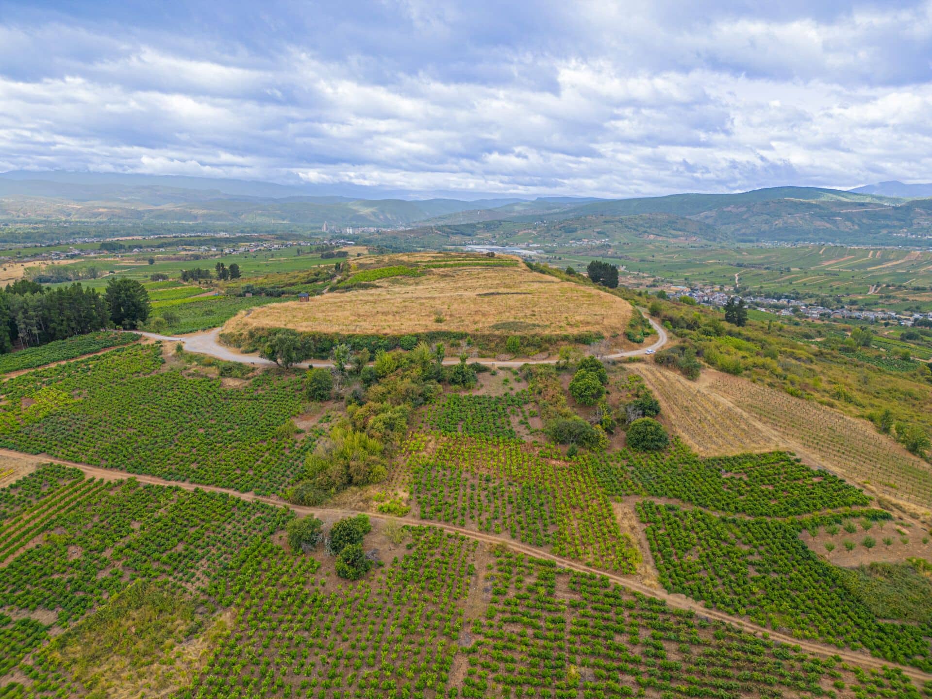 Viñas de El Bierzo